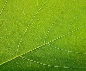 Die Oberflächenstruktur eines Blattes